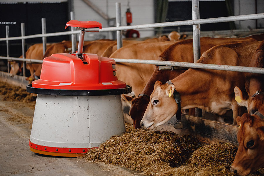 Ein Futter-Roboter versorgt Kühe mit Heu